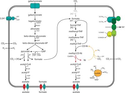 “Candidatus Galacturonibacter soehngenii” Shows Acetogenic Catabolism of Galacturonic Acid but Lacks a Canonical Carbon Monoxide Dehydrogenase/Acetyl-CoA Synthase Complex